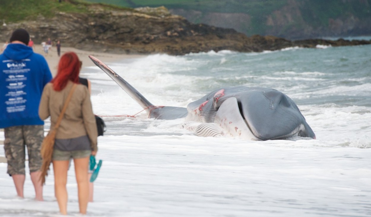 Death of a Fin Whale - 13th Aug 2012